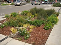 raingarden